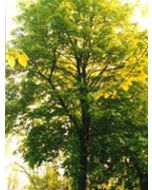 Tsa Tilia Europea 50ml